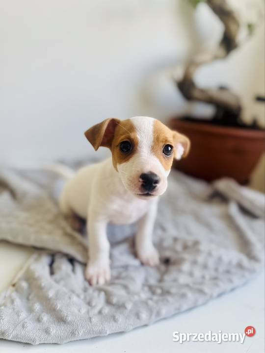 Uroczy Jack Russell Terrier z rodowodem Jack Russell Terrier Poznań