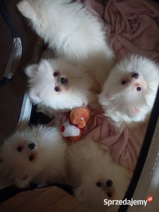Szpic miniaturowy Pomeranian Łowicz