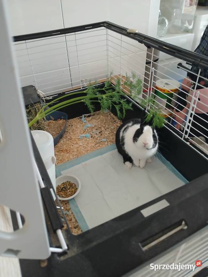 Sprzedam Królika zachodniopomorskie Szczecin