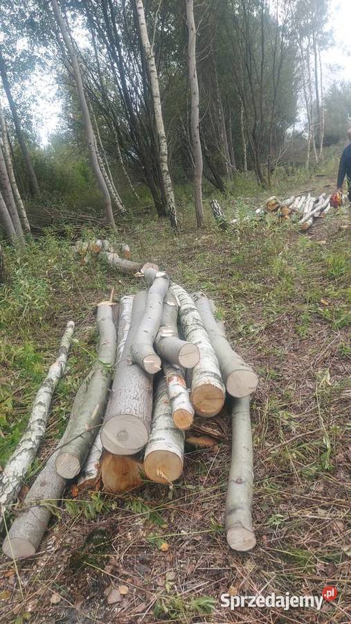 Drewno opałowe kominkowe z transportem sprzedam