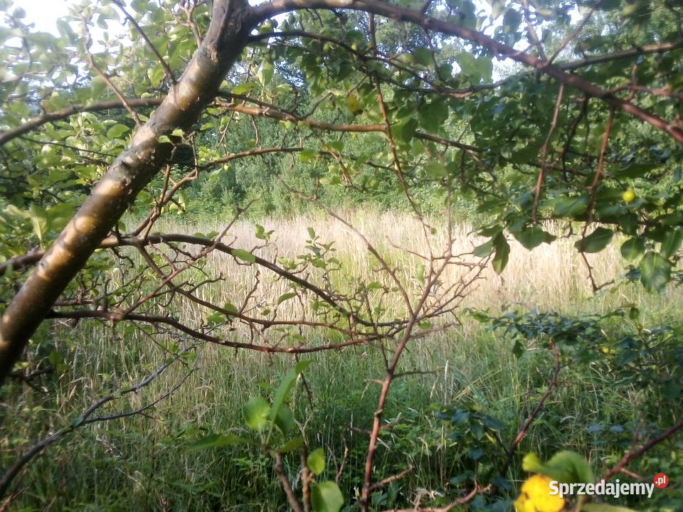 Działka w Barłominie k Luzina Barłomino