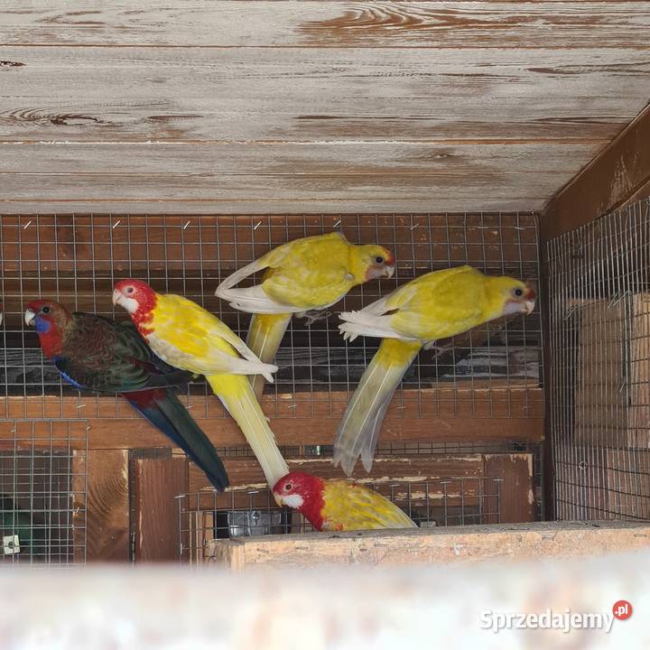 Rozelle królewskie Ptaki wielkopolskie Szymanowice