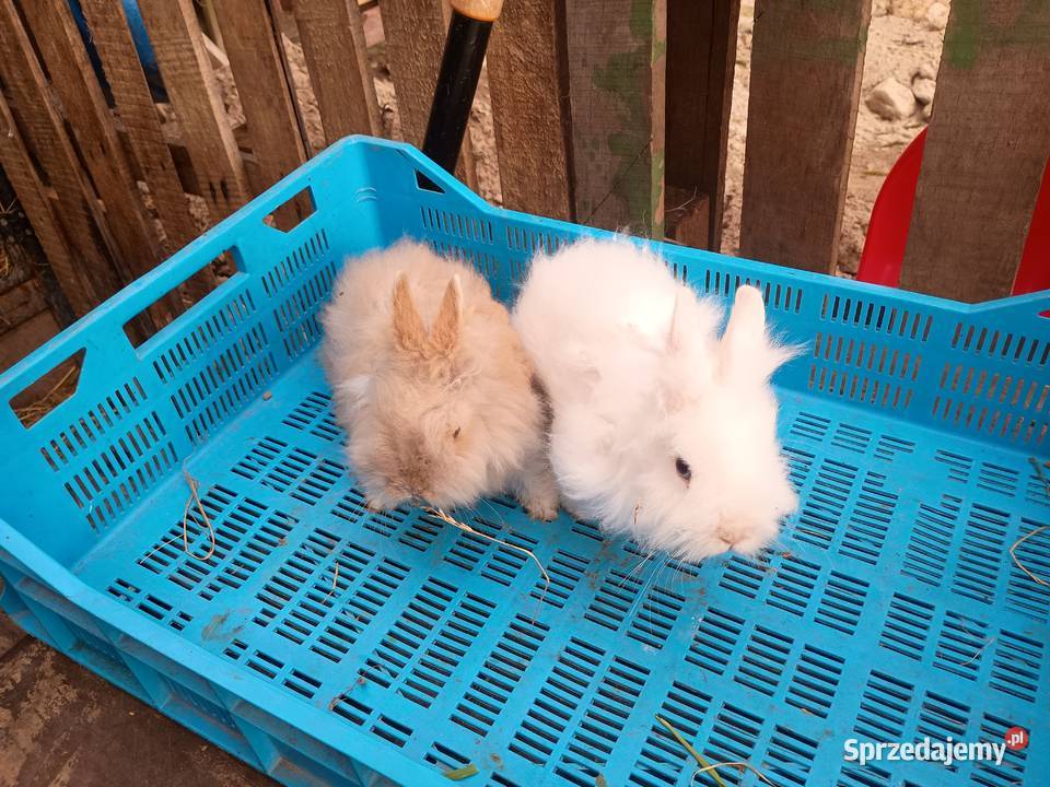 Sprzedam króliki miniaturki Tomaszów Lubelski
