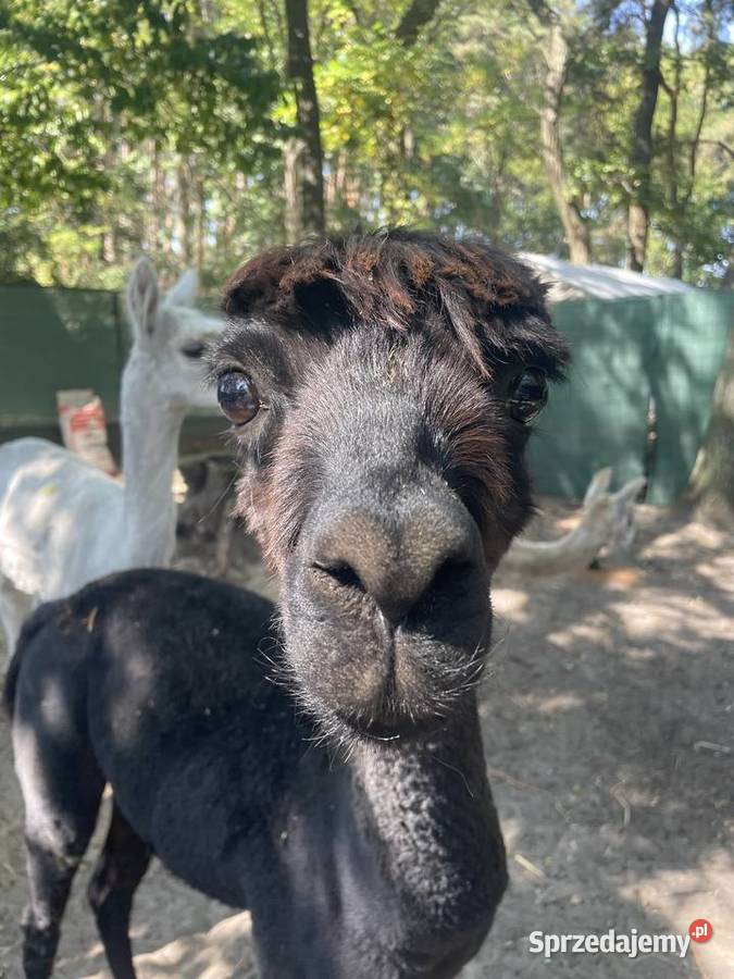 Alpaki Suri Huacaya samica i 2 samce Warszawa