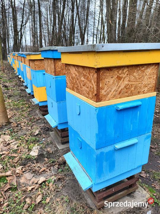 Ule wielkopolskie z rodzinami Wadlew