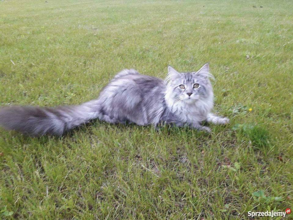 Maine Coon Urocze Kociaki Koszalin sprzedam