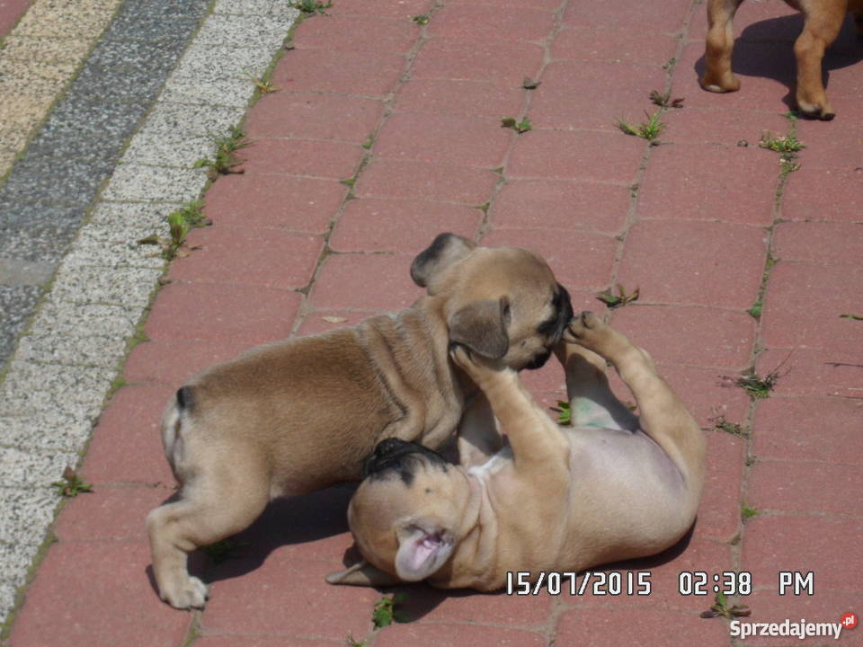 Buldog Francuski rodowód FCI ZKwP Świdnik