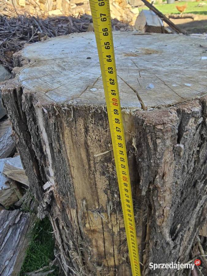 Pnie do rąbania drzewa dąbakacja Czarna Kolonia
