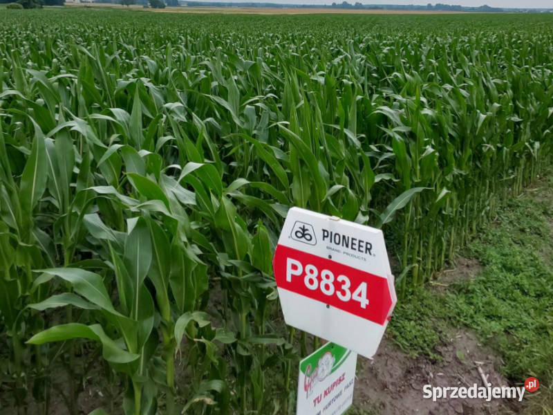 Materiał siewny kukurydza Pioneer P8834 AQUAmax kujawsko-pomorskie Łabiszyn