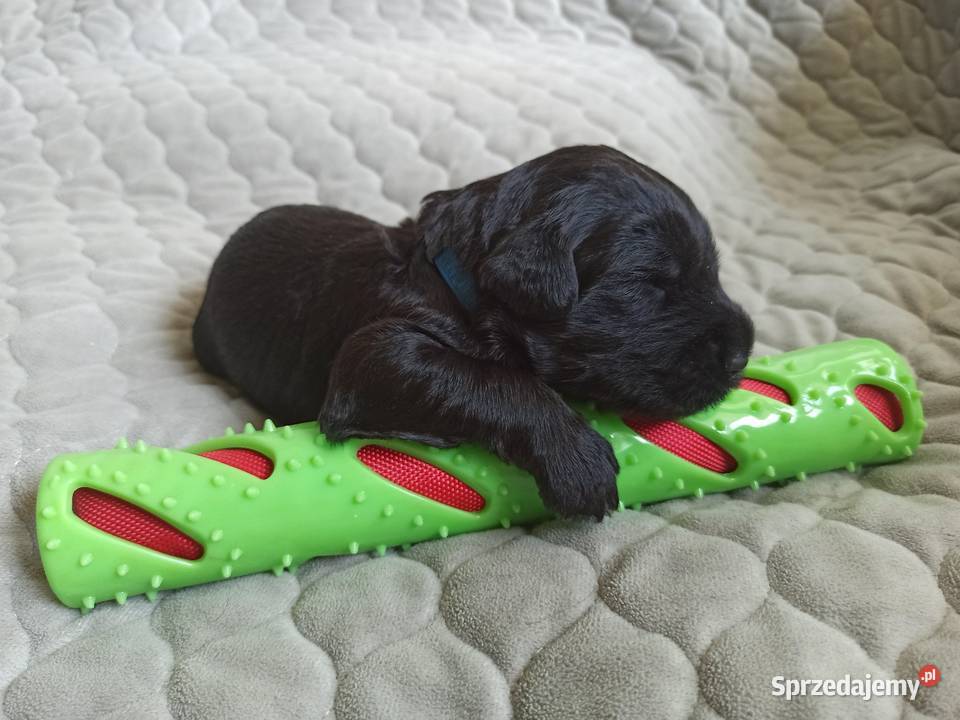 Czarny Terier Rosyjski szczeniak Pozostałe dolnośląskie Stary Zamek
