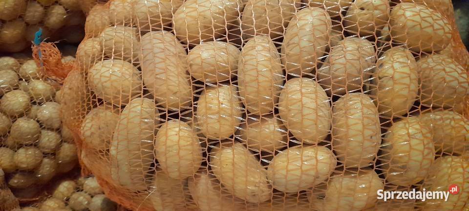 Ziemniaki jadalne Queen Anne łódzkie Rusiec