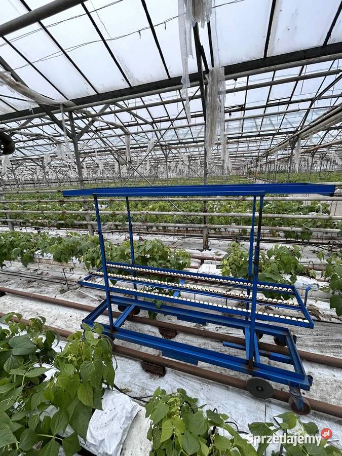 Wózek rolkowy szklarniowy do zbioru warzyw