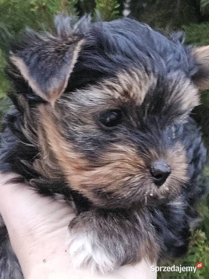 Yorkshire Terrier pies pomorskie Somonino