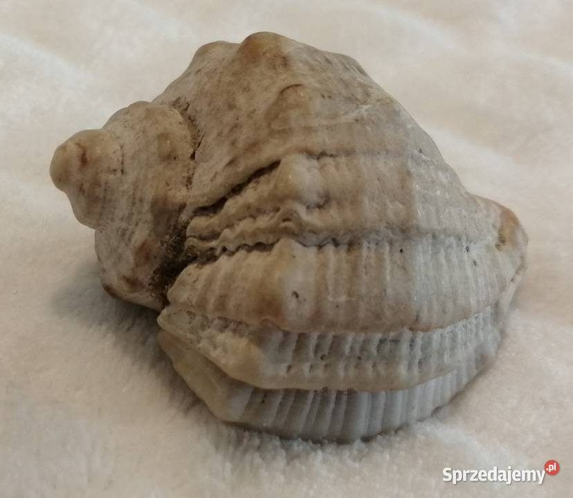 Muszla 48 60 Kreatywne Akwarystyka Czeladź