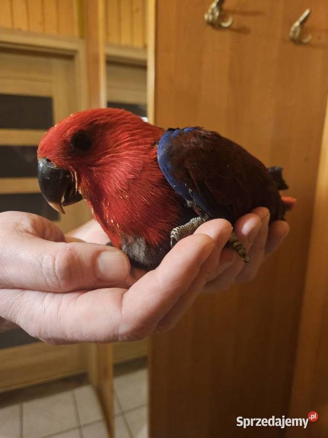 Lora Wielka Samiczka kujawsko-pomorskie sprzedam