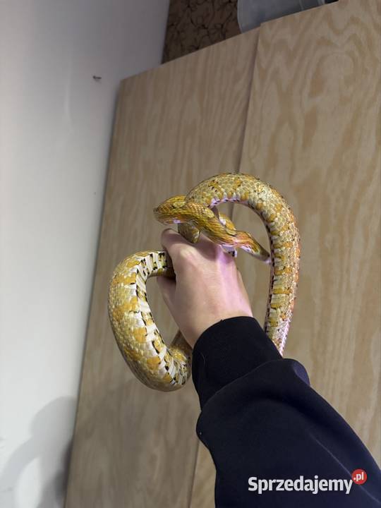 Wąż zbożowy samiec Sulmierzyce