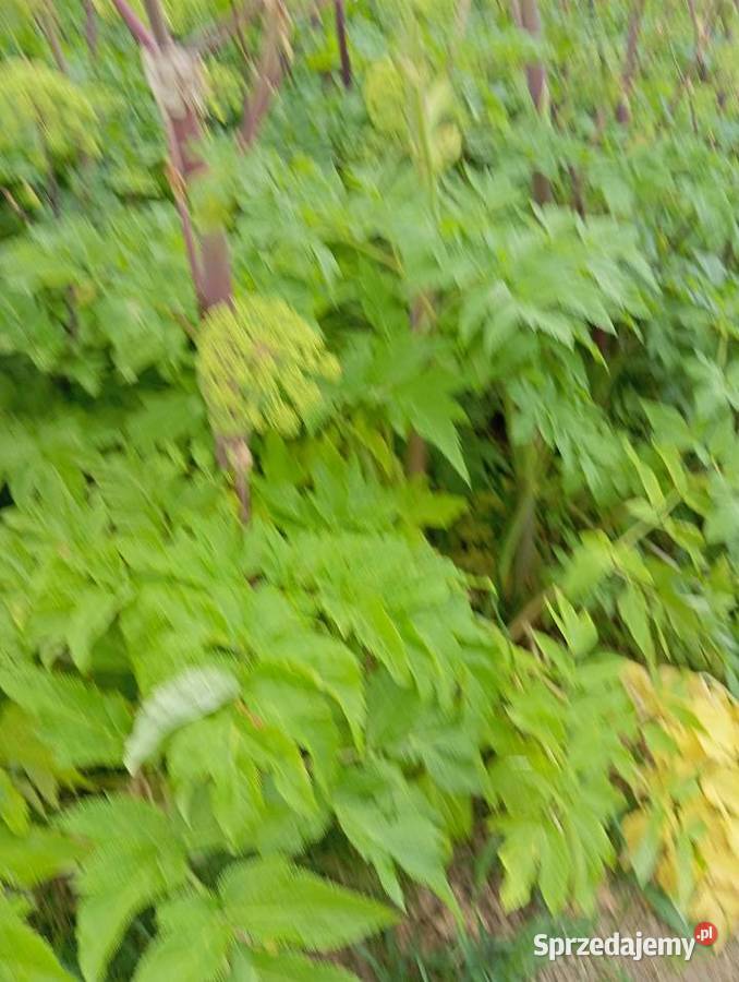 Nasiona arcydzięgiel 2024 sprzedam