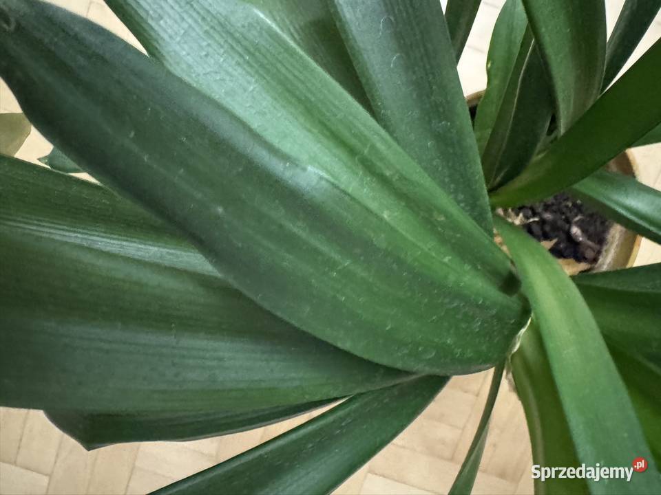 Kliwia pomarańczowa doniczkowa clivia miniata Częstochowa sprzedam