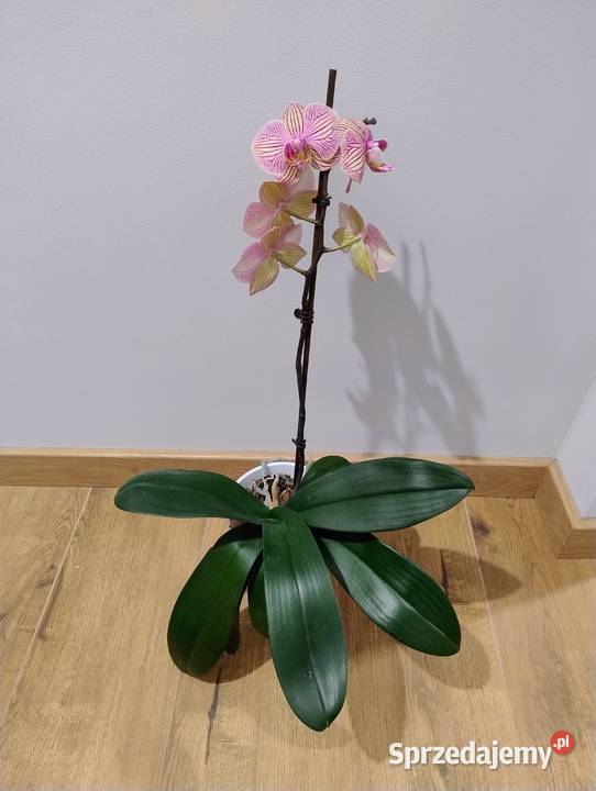 Storczyk kwiat prążkowany bez osłonki ozdobnej Poznań