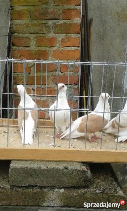 Sprzedam gołębie ozdobne mewki Likwidacja stada Rębusz