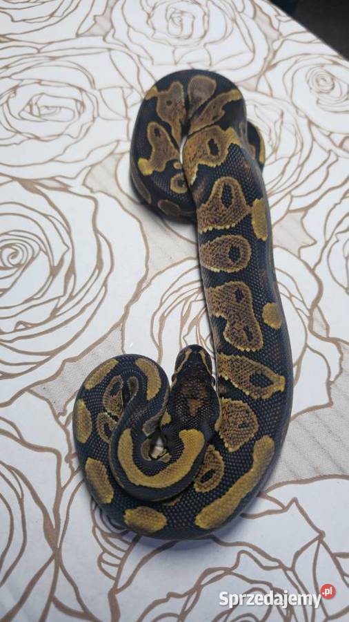 Wąż pyton królewski python regius samiec Zwierzęta Wrocław