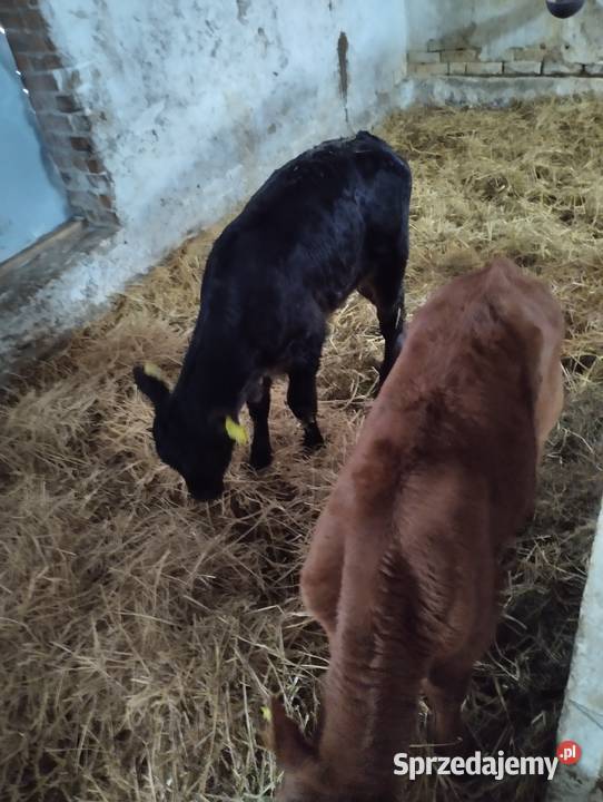 Sprzedam cielaki Parczew sprzedam