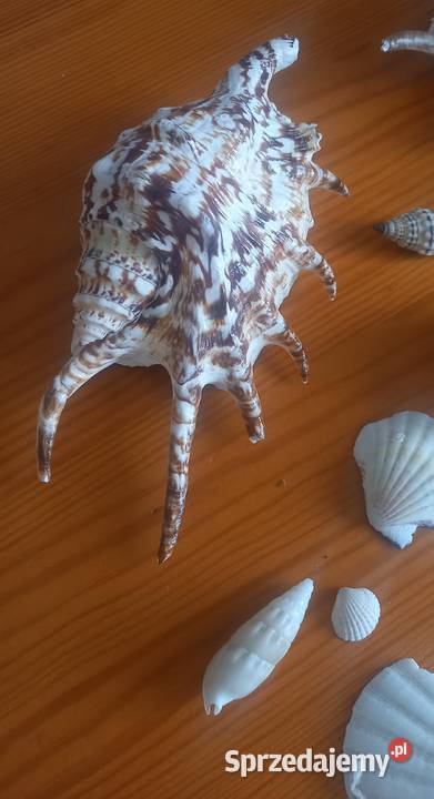 Muszle muszelki kolekcja 26 sztuk Dekoracje i ozdoby Małkinia Górna