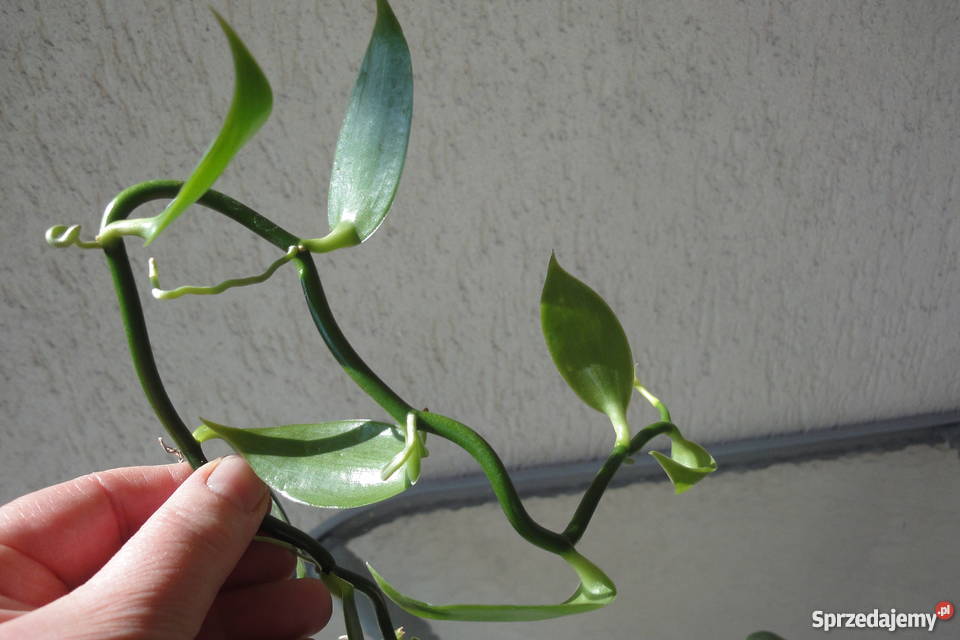 Wanilia pnącze sadzonki Złotów sprzedam