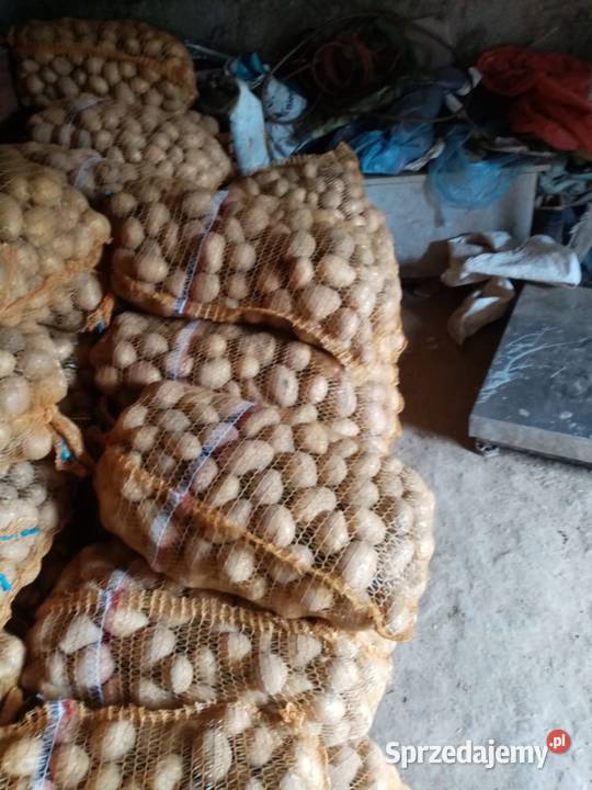 Ziemniaki paszowe odpad odsort świętokrzyskie Działoszyce