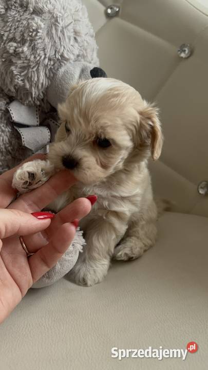 Maltipoo Sunia F1 Częstochowa