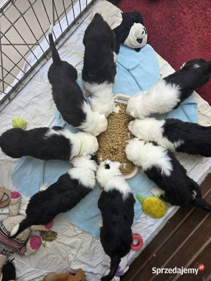 Owczarek staroangielski bobtail szczeniaki Kostrzyn