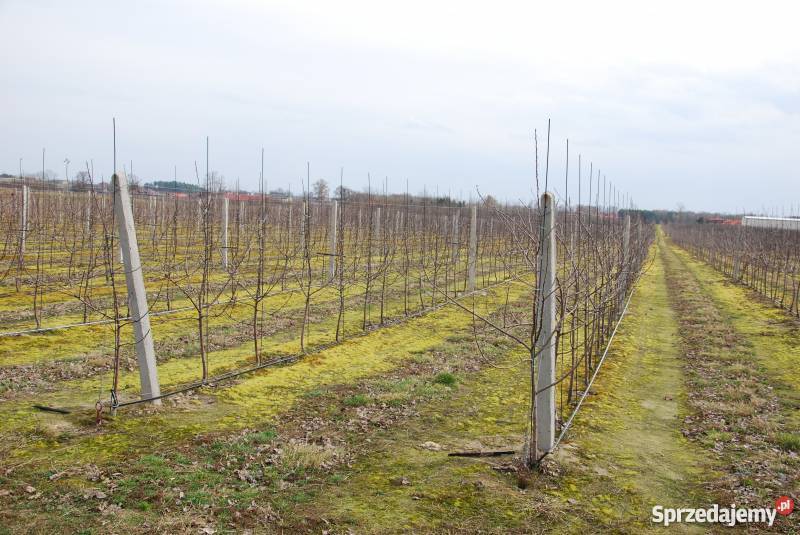Rusztowanie sadownicze konstrukcje sadownicze mazowieckie