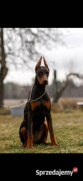 Szczeniak dobermana