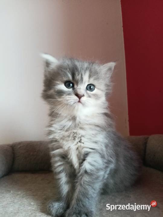Śliczna Niebieska Kotka Syberyjska PZFWCF Xanti Sochaczew sprzedam
