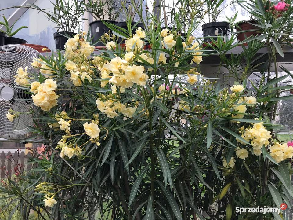 Oleander Pozostałe Rzozów
