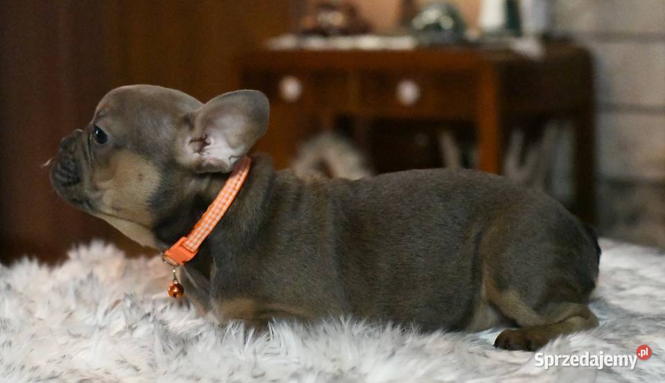 Buldog francuski sunia Gotowa do odbioru BEZA Łódź