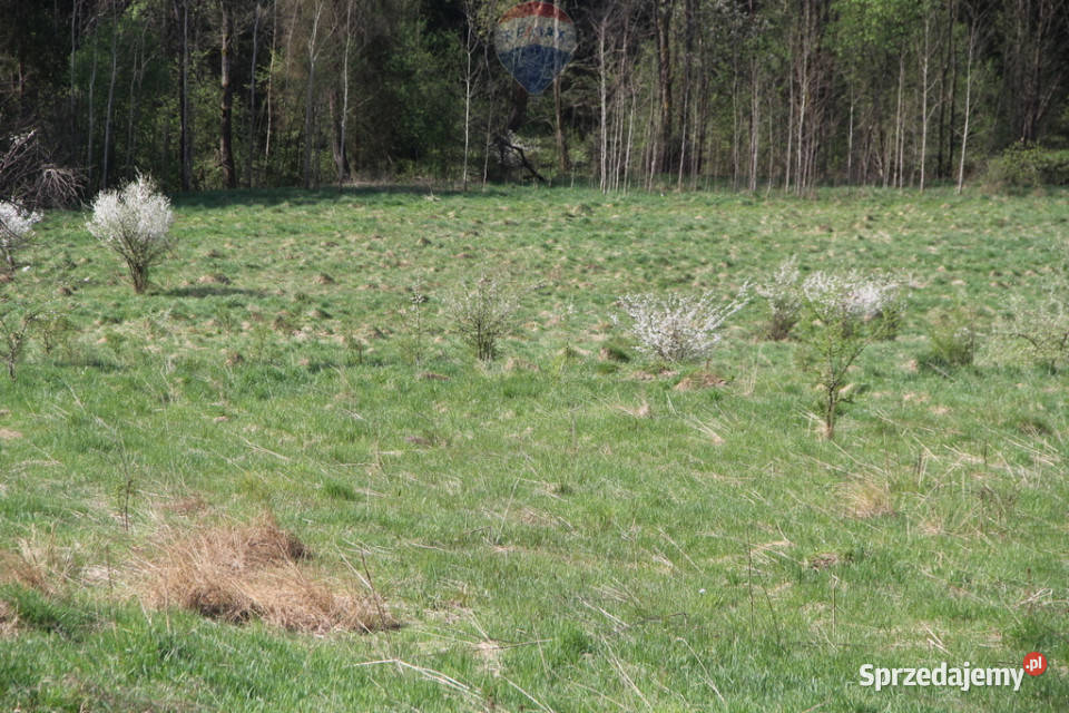 Kompleks działek w miejscowości Skomielna Biała Sprzedaż