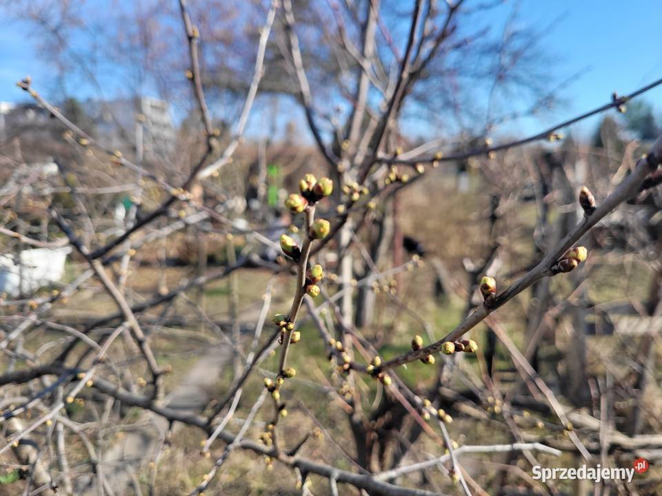 Działka ROD LEPSZE JUTRO Ołbin Wrocław 113m siatka