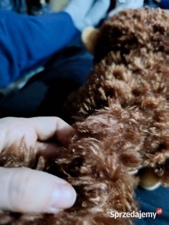 Tańcząca pluszowa małpka grawerowane serce Poznań