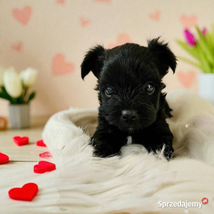 Czarny York Nie wybarwi się Umowa Rodowód Chip opolskie Opole