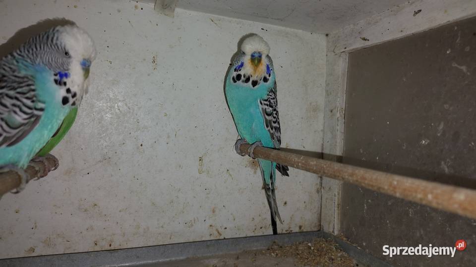 Sprzedam papugi faliste Gierałtowice