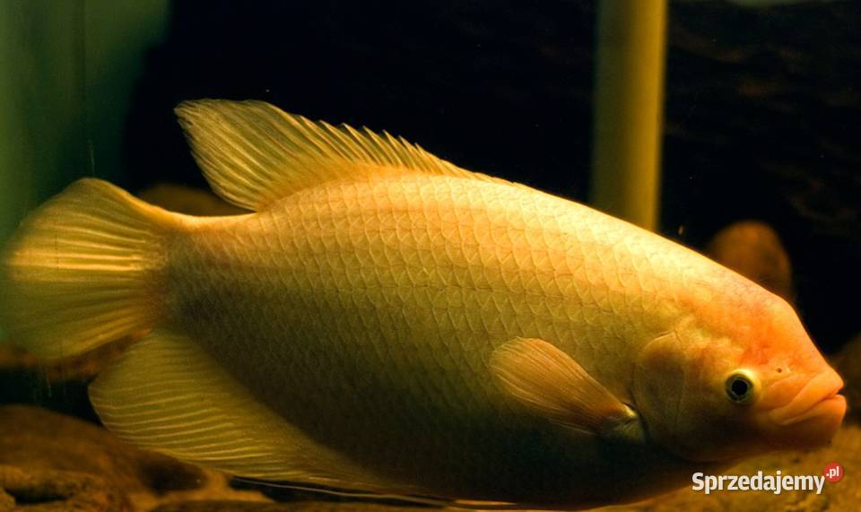 Gurami olbrzymi odmiana GOLD Osphronemus gorami pomorskie Gdańsk sprzedam