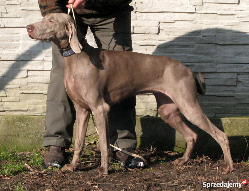 wyżeł weimarski szczenięta rodowodowe opolskie Jełowa