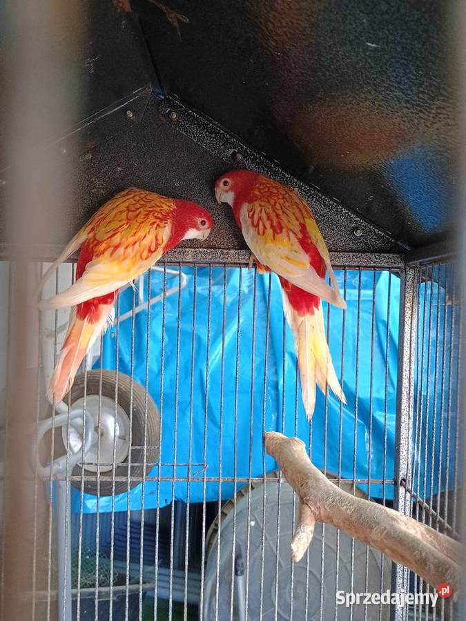 Rozelle białolice rubino łódzkie Łask sprzedam