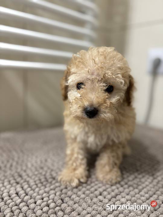 Pudel Toy radosny piesek z rodowodem Lublin