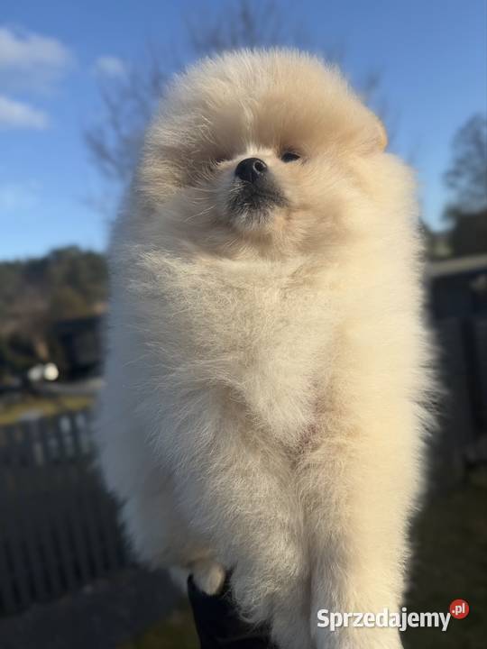 Szpic miniaturowy Pomeranian Gorzów Wielkopolski