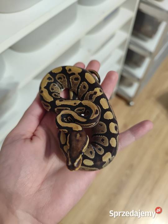 Samiczka Pytona królewskiego Pruszków sprzedam