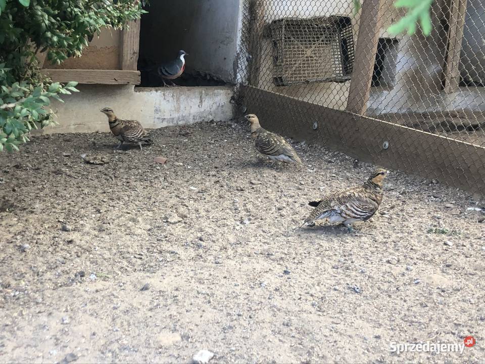 Stepówka białobrzucha dorosła para i samica Swojczany