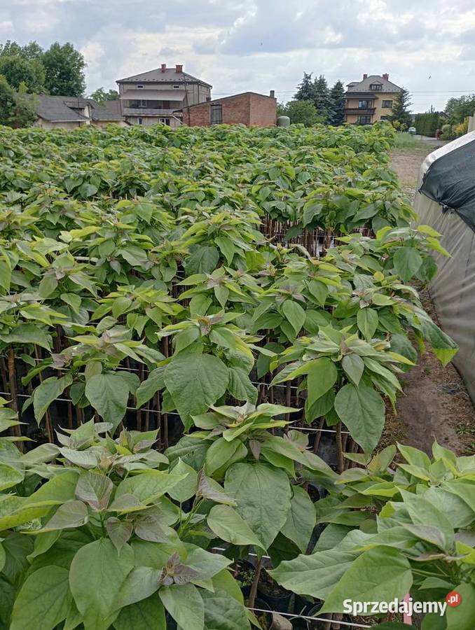 Katalpa nana kulista lubelskie Sielce