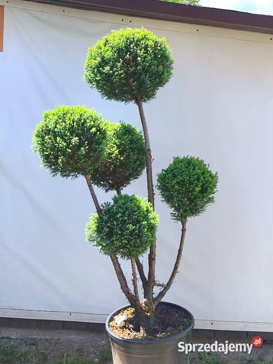 Bonsai Niwaki cyprysik lawsona Elwoodii Medynia Łańcucka